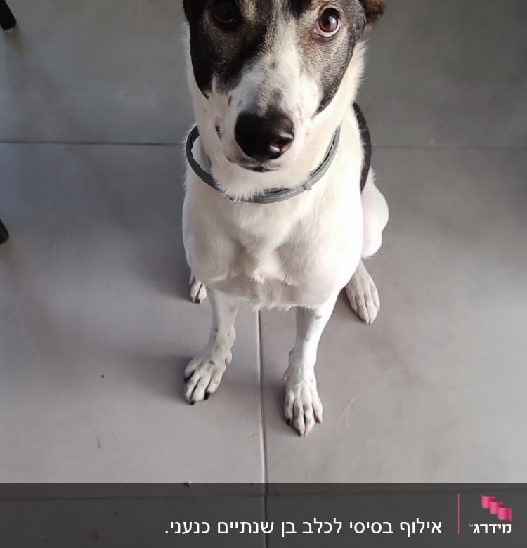 כלב יושב על רצפה, מביט למצלמה